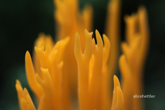 Klebriges Schönhorn (Calocera viscosa)